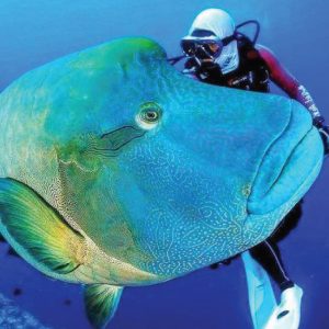 Tiran Island Diving 2 Dives