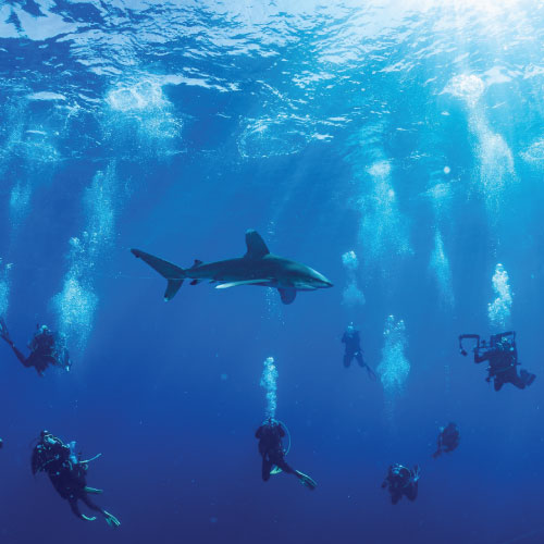 marine-divers-sharm-el-sheikh-2